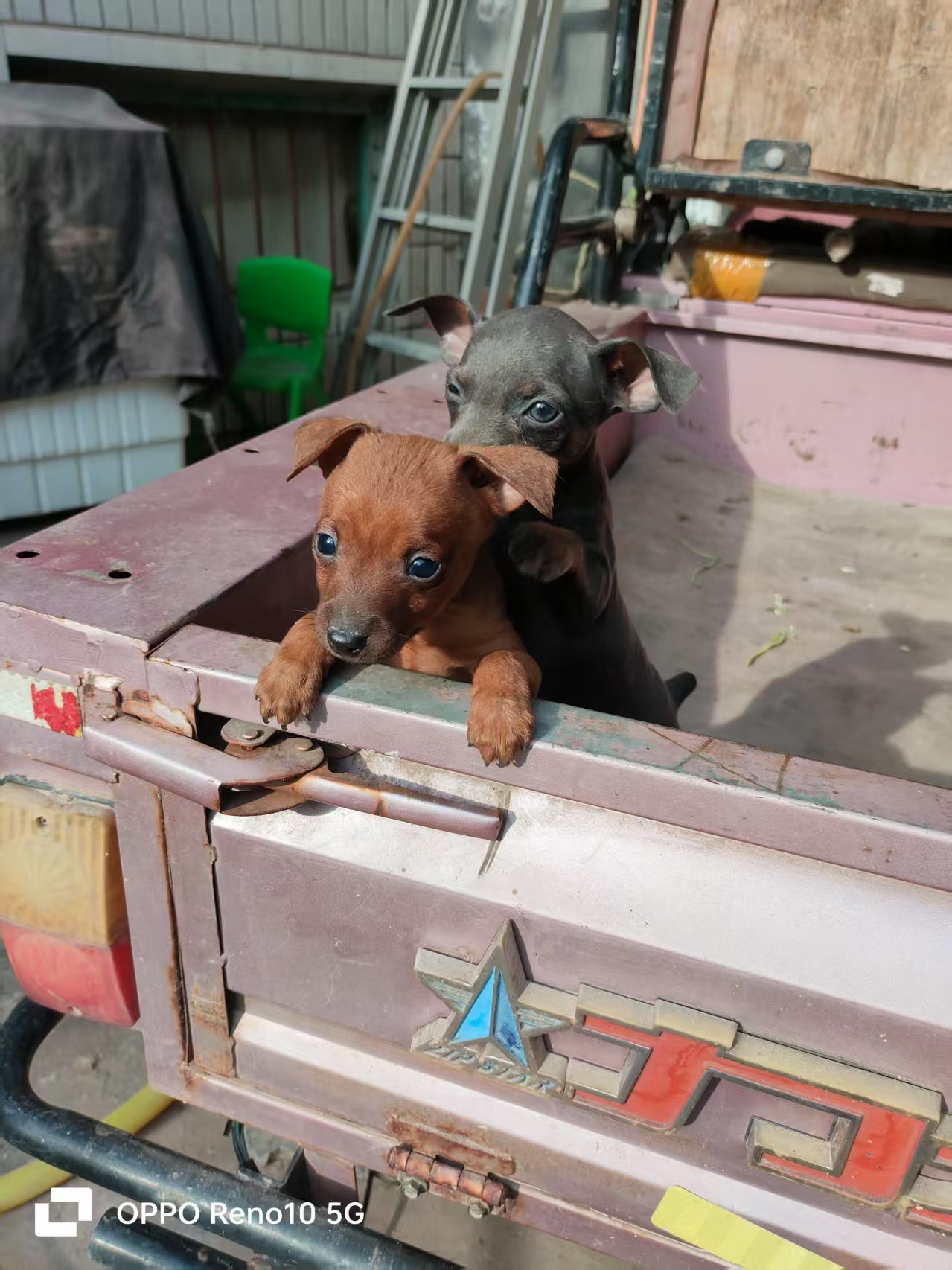 小鹿犬